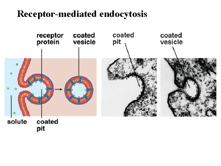 Receptor-mediated endocytosis 