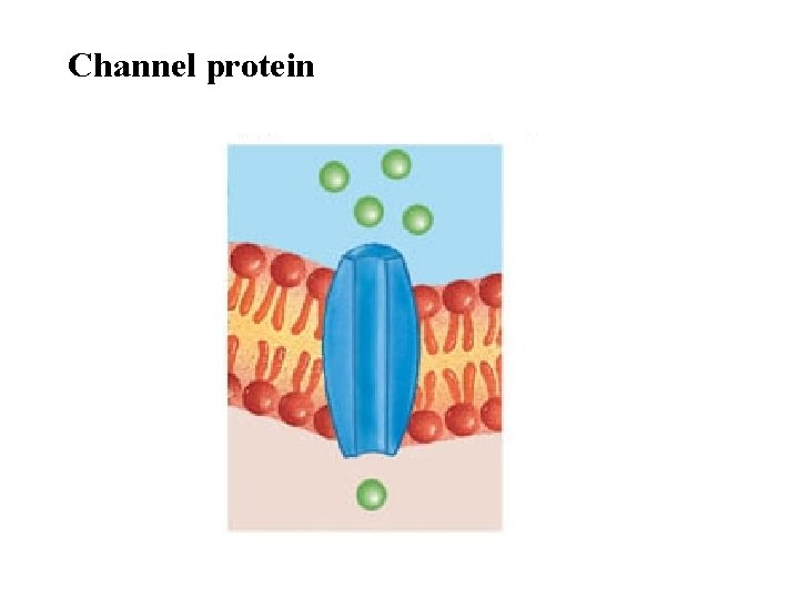 Channel protein 