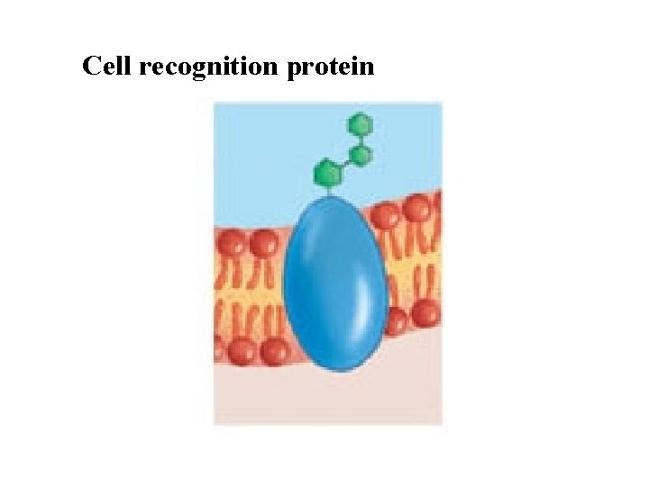 Cell recognition protein 