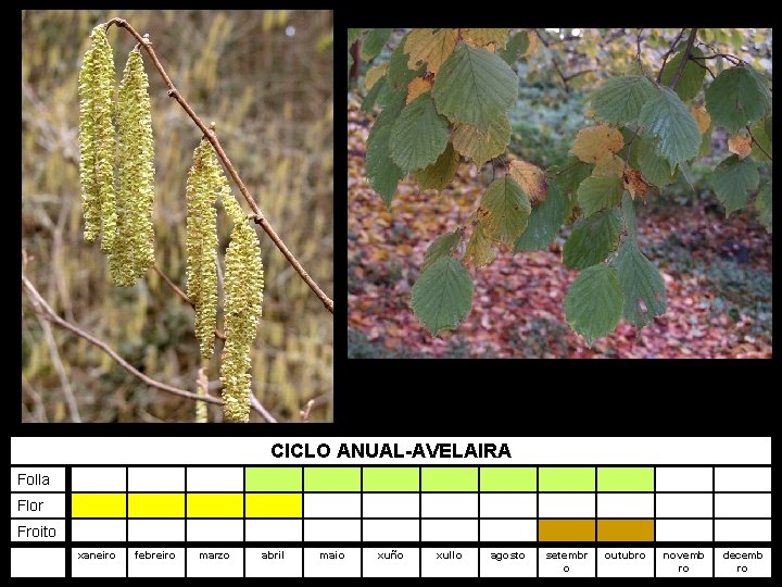 CICLO ANUAL-AVELAIRA Folla Flor Froito xaneiro febreiro marzo abril maio xuño xullo agosto setembr