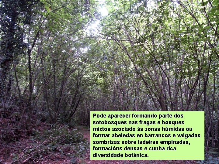 Pode aparecer formando parte dos sotobosques nas fragas e bosques mixtos asociado ás zonas