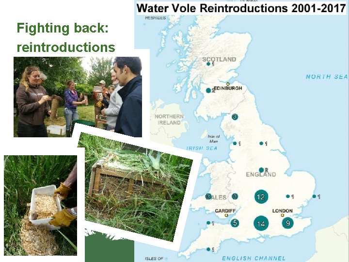 Fighting back: reintroductions www. hiwwt. org. uk Protecting wildlife, inspiring people 