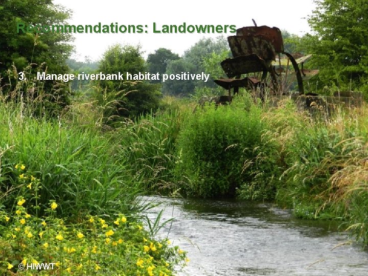 Recommendations: Landowners 3. Manage riverbank habitat positively www. hiwwt. org. uk © HIWWT Protecting