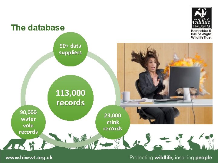 The database 90+ data suppliers 113, 000 records 90, 000 water vole records www.