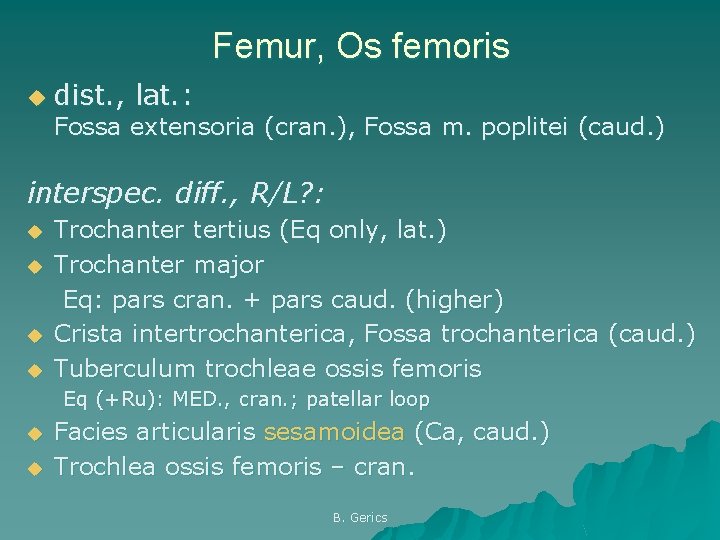 Femur, Os femoris u dist. , lat. : Fossa extensoria (cran. ), Fossa m.