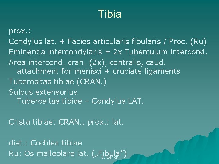 Tibia prox. : Condylus lat. + Facies articularis fibularis / Proc. (Ru) Eminentia intercondylaris