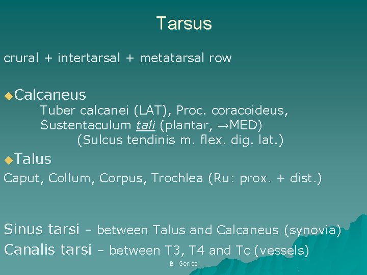 Tarsus crural + intertarsal + metatarsal row u. Calcaneus Tuber calcanei (LAT), Proc. coracoideus,