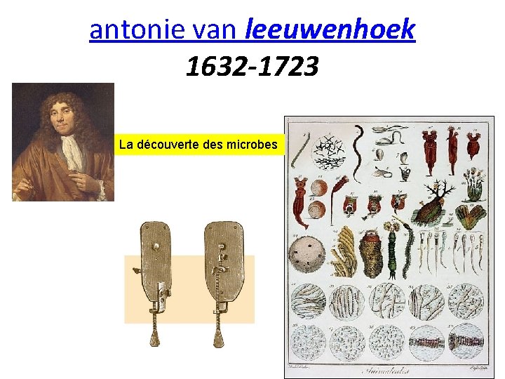 antonie van leeuwenhoek 1632 -1723 La découverte des microbes 