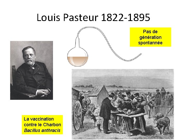 Louis Pasteur 1822 -1895 Pas de génération spontannée La vaccination contre le Charbon Bacillus