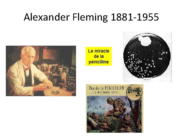 Alexander Fleming 1881 -1955 Le miracle de la pénicilline 