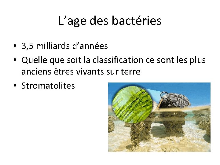 L’age des bactéries • 3, 5 milliards d’années • Quelle que soit la classification