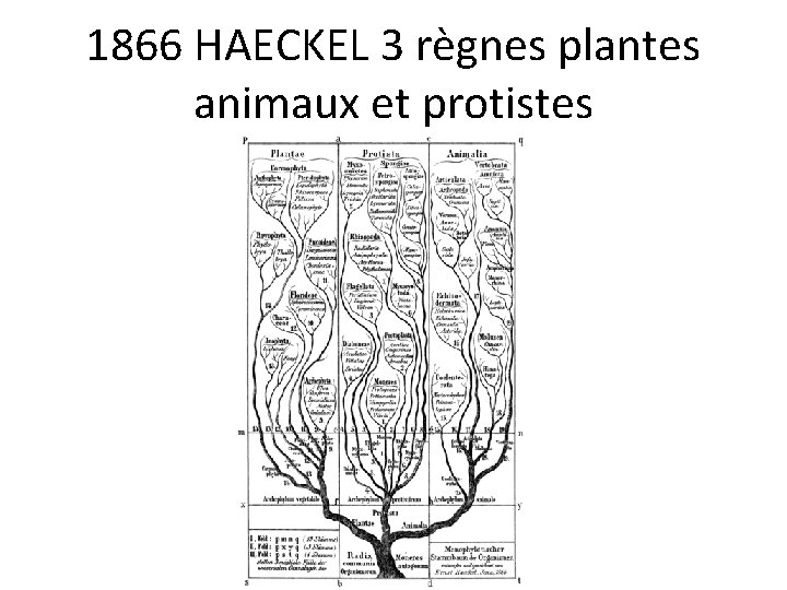 1866 HAECKEL 3 règnes plantes animaux et protistes 