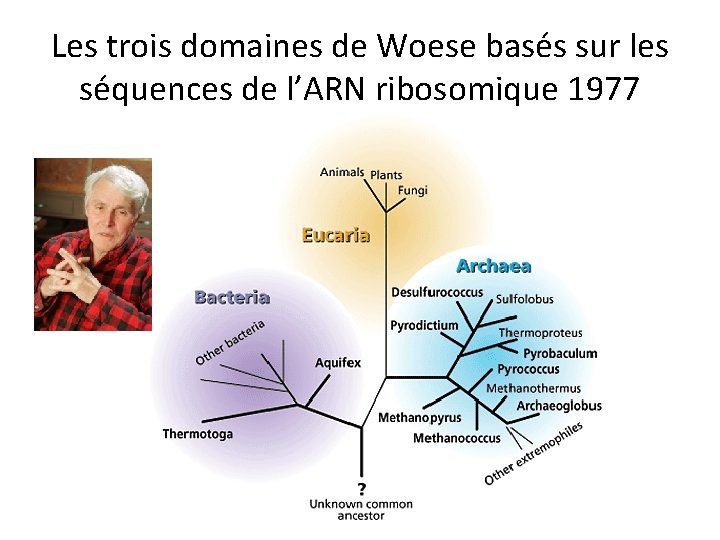 Les trois domaines de Woese basés sur les séquences de l’ARN ribosomique 1977 