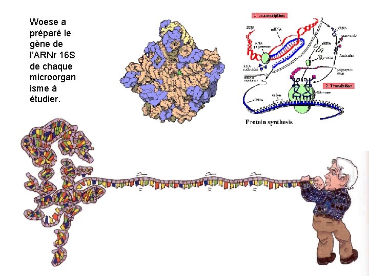 Woese a préparé le gène de l’ARNr 16 S de chaque microorgan isme à