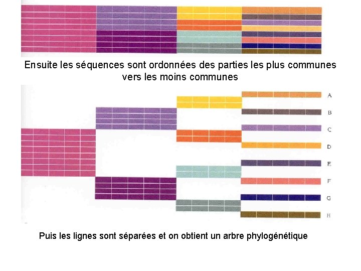 Ensuite les séquences sont ordonnées des parties les plus communes vers les moins communes