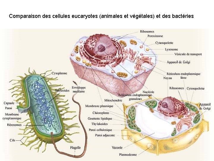 Comparaison des cellules eucaryotes (animales et végétales) et des bactéries 