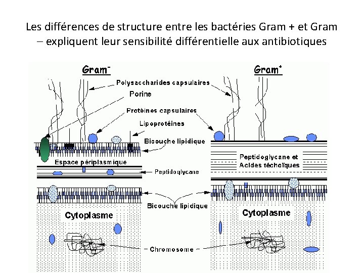 Les différences de structure entre les bactéries Gram + et Gram – expliquent leur
