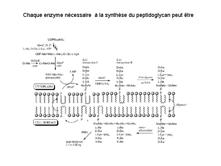 Chaque enzyme nécessaire à la synthèse du peptidoglycan peut être 