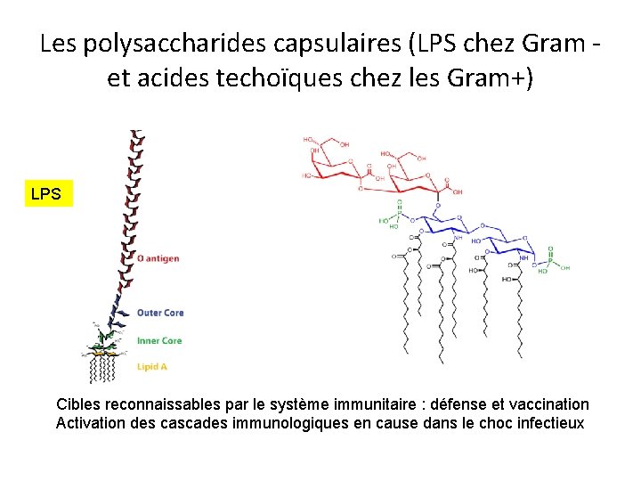 Les polysaccharides capsulaires (LPS chez Gram - et acides techoïques chez les Gram+) LPS