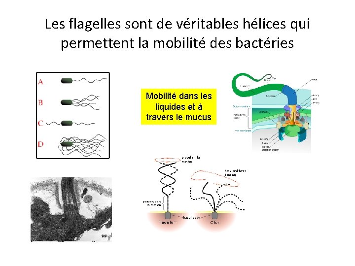 Les flagelles sont de véritables hélices qui permettent la mobilité des bactéries Mobilité dans