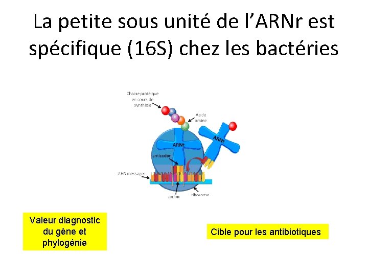 La petite sous unité de l’ARNr est spécifique (16 S) chez les bactéries Valeur