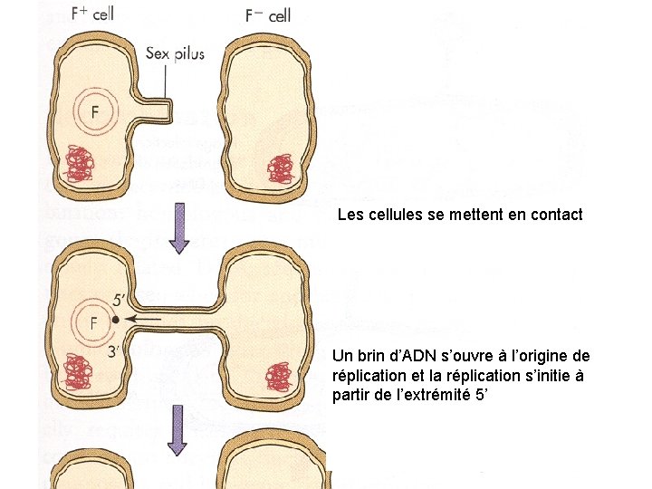 Les cellules se mettent en contact Un brin d’ADN s’ouvre à l’origine de réplication