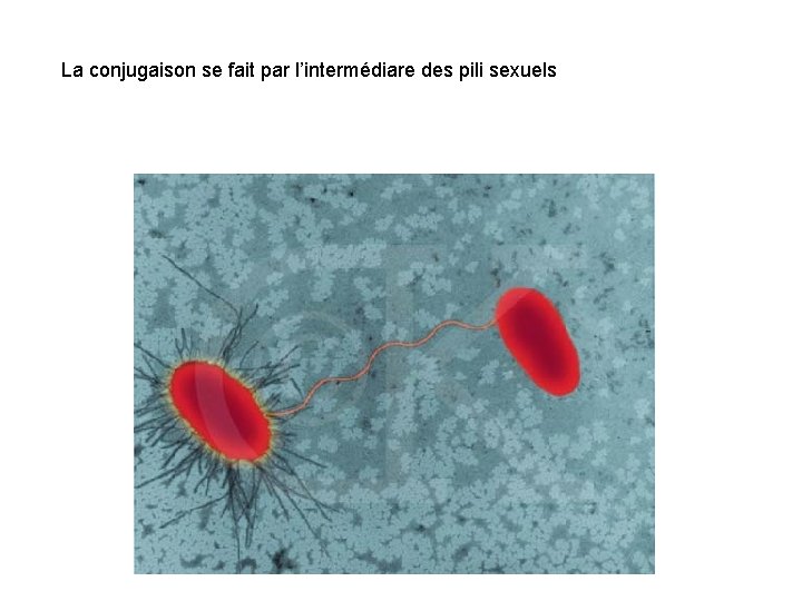 La conjugaison se fait par l’intermédiare des pili sexuels 