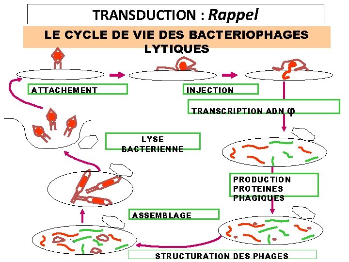 TRANSDUCTION : Rappel LE CYCLE DE VIE DES BACTERIOPHAGES LYTIQUES ATTACHEMENT INJECTION TRANSCRIPTION ADN
