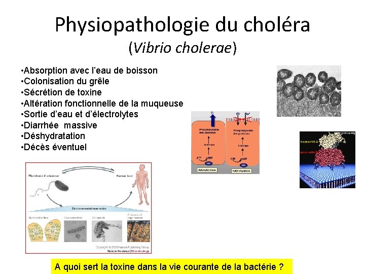 Physiopathologie du choléra (Vibrio cholerae) • Absorption avec l’eau de boisson • Colonisation du