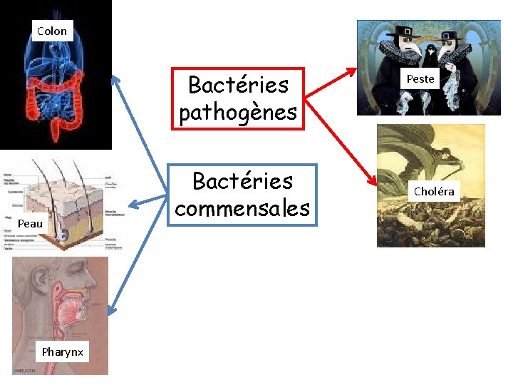 Colon Bactéries pathogènes Peau Pharynx Bactéries commensales Peste Choléra 