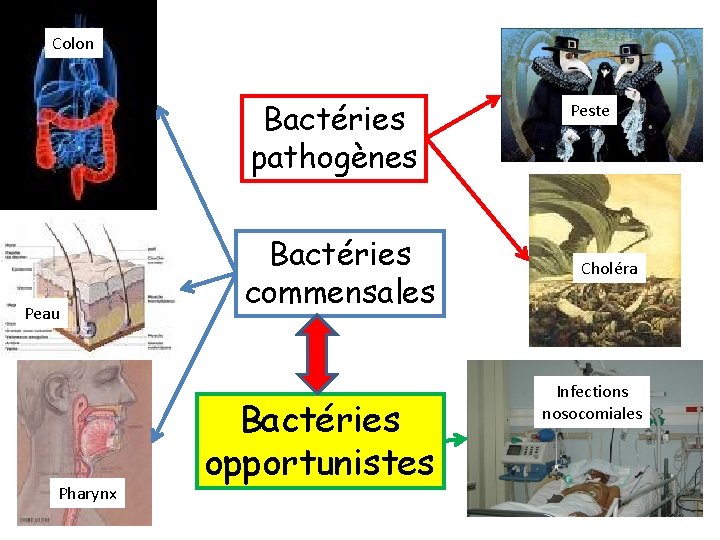 Colon Bactéries pathogènes Peau Pharynx Bactéries commensales Bactéries opportunistes Peste Choléra Infections nosocomiales 