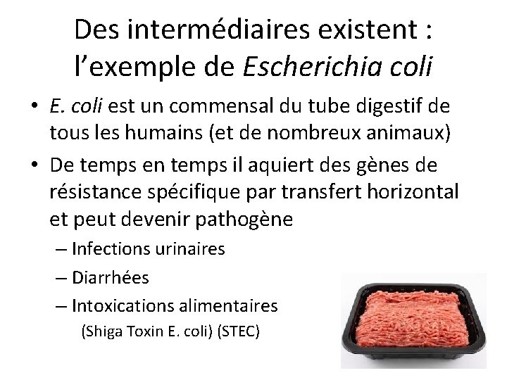 Des intermédiaires existent : l’exemple de Escherichia coli • E. coli est un commensal