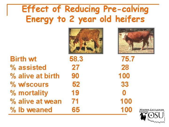 Effect of Reducing Pre-calving Energy to 2 year old heifers Birth wt % assisted