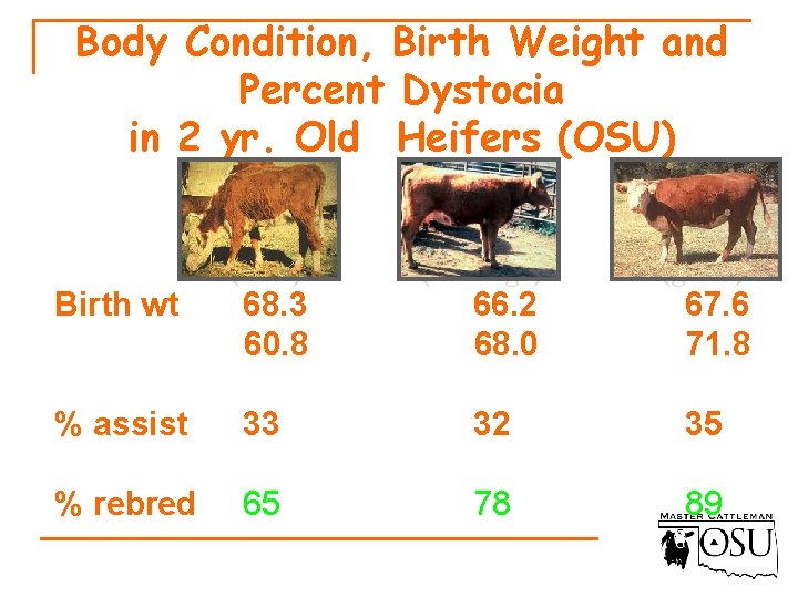 Body Condition, Birth Weight and Percent Dystocia in 2 yr. Old Heifers (OSU) Birth