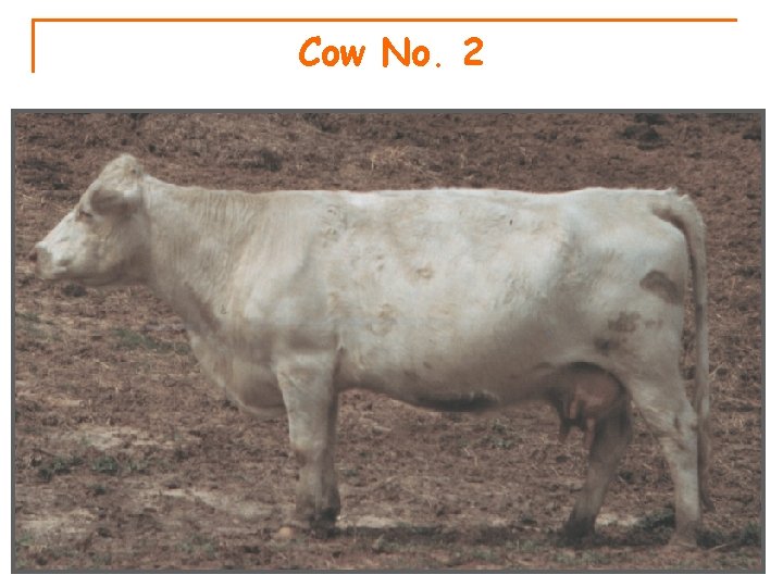 Cow No. 2 