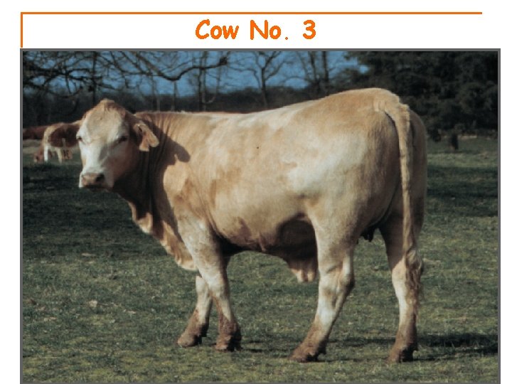Cow No. 3 