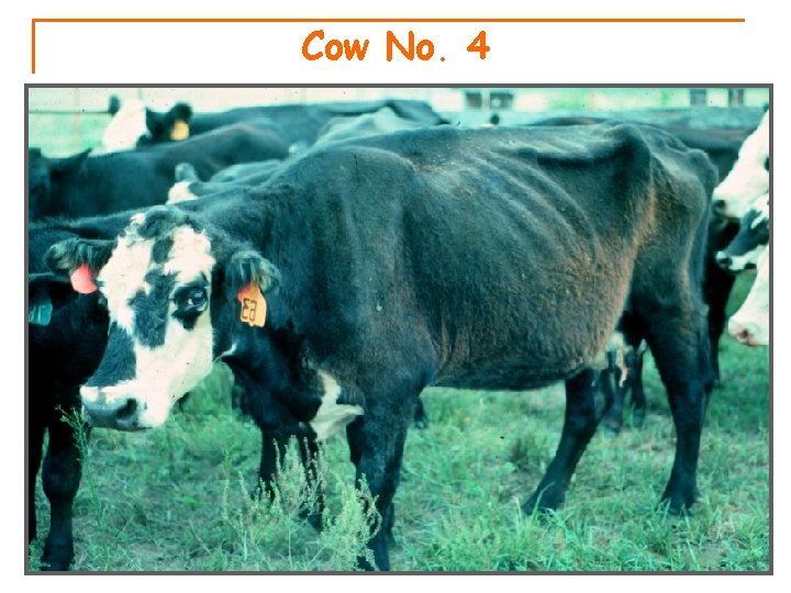 Cow No. 4 
