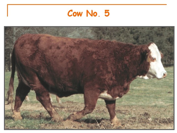 Cow No. 5 