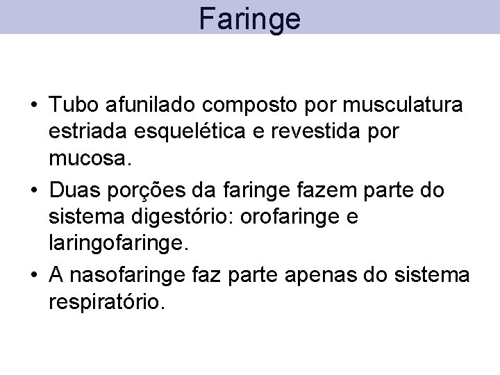 Faringe • Tubo afunilado composto por musculatura estriada esquelética e revestida por mucosa. •