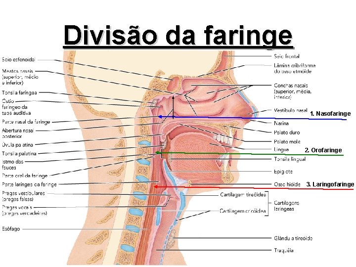 Divisão da faringe 1. Nasofaringe 2. Orofaringe 3. Laringofaringe 