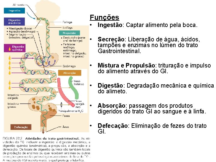 Funções • Ingestão: Captar alimento pela boca. • Secreção: Liberação de água, ácidos, tampões