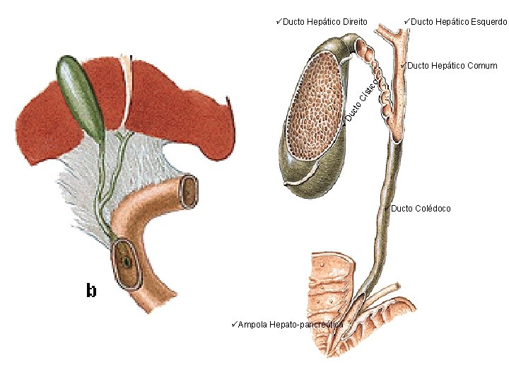üDucto Hepático Direito üDucto Hepático Esquerdo üD uc to Cí sti co üDucto Hepático