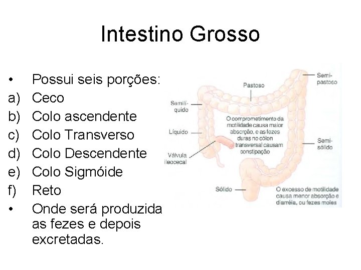 Intestino Grosso • a) b) c) d) e) f) • Possui seis porções: Ceco