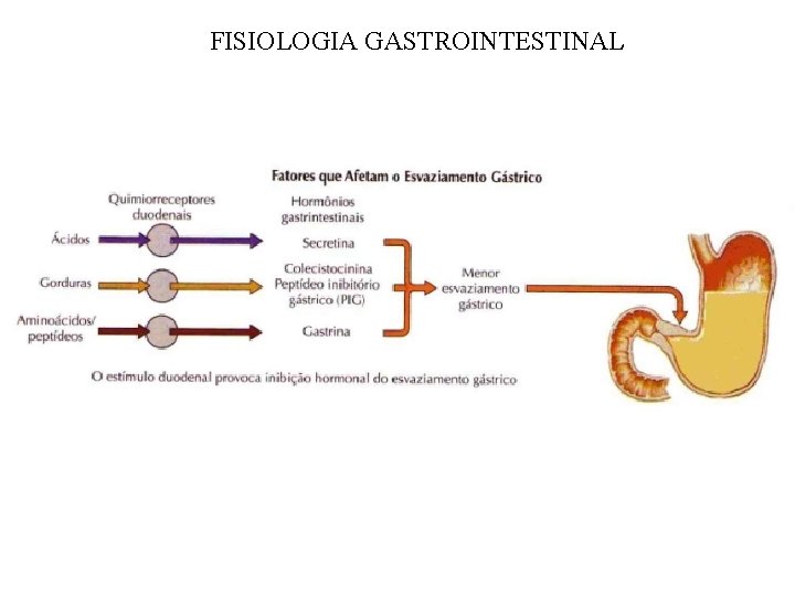 FISIOLOGIA GASTROINTESTINAL 