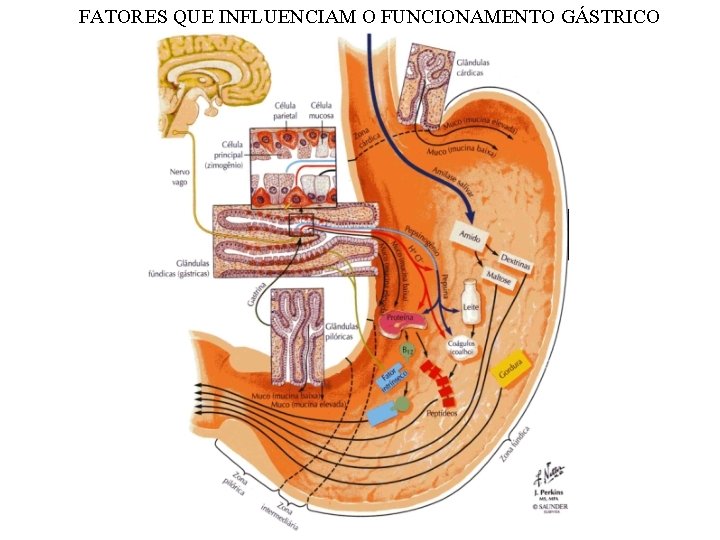 FATORES QUE INFLUENCIAM O FUNCIONAMENTO GÁSTRICO 