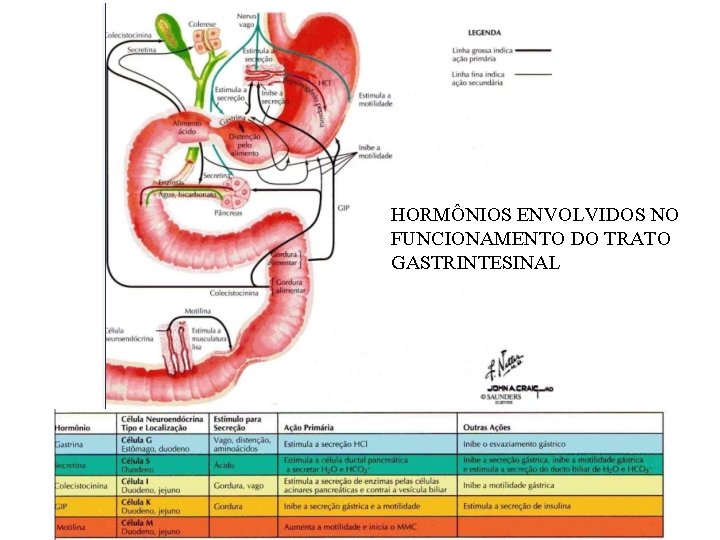 HORMÔNIOS ENVOLVIDOS NO FUNCIONAMENTO DO TRATO GASTRINTESINAL 