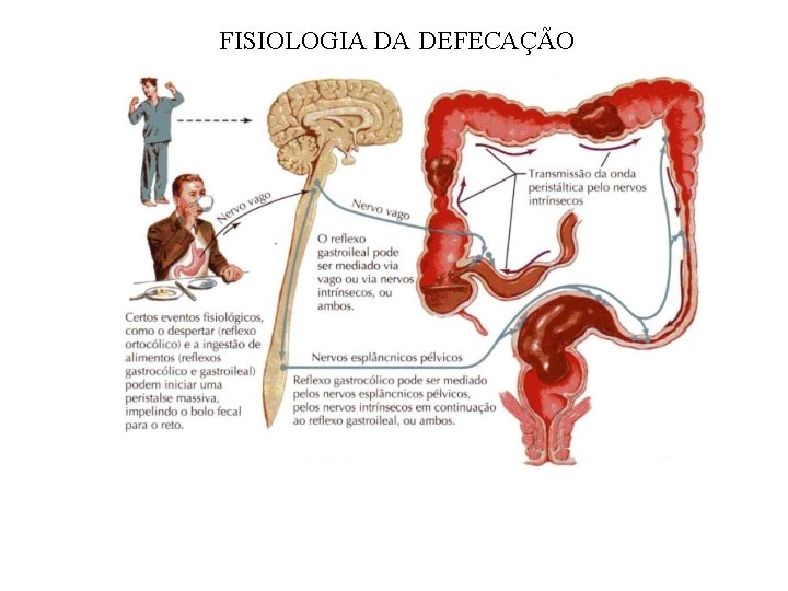 FISIOLOGIA DA DEFECAÇÃO 