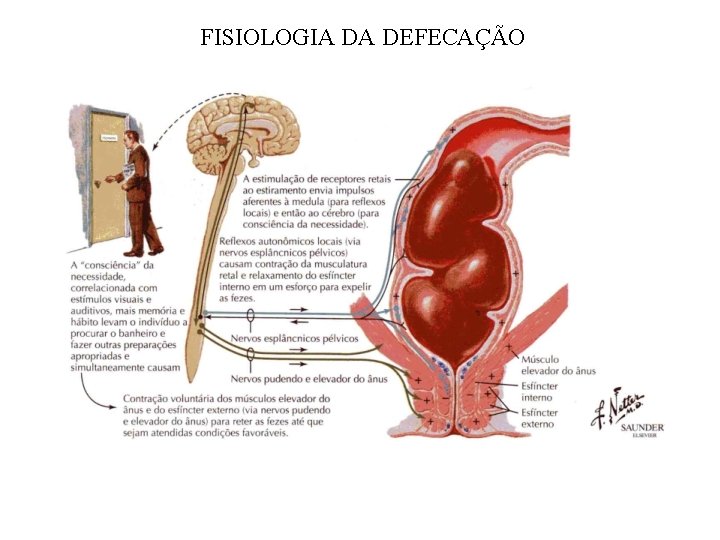 FISIOLOGIA DA DEFECAÇÃO 