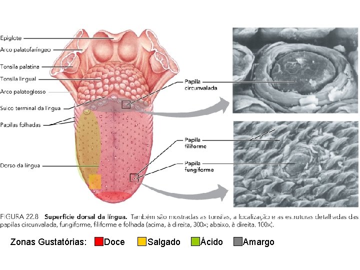 Zonas Gustatórias: Doce Salgado Ácido Amargo 