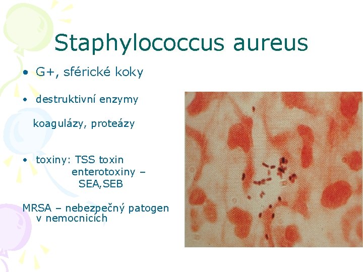 Staphylococcus aureus • G+, sférické koky • destruktivní enzymy koagulázy, proteázy • toxiny: TSS
